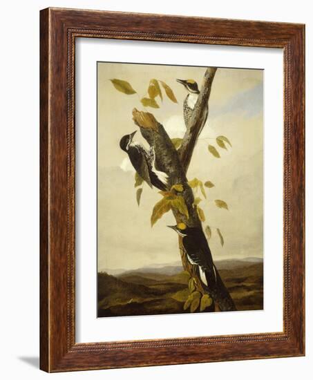 Black-Backed Three-Toed Woodpecker, 1831-3-John James Audubon-Framed Giclee Print