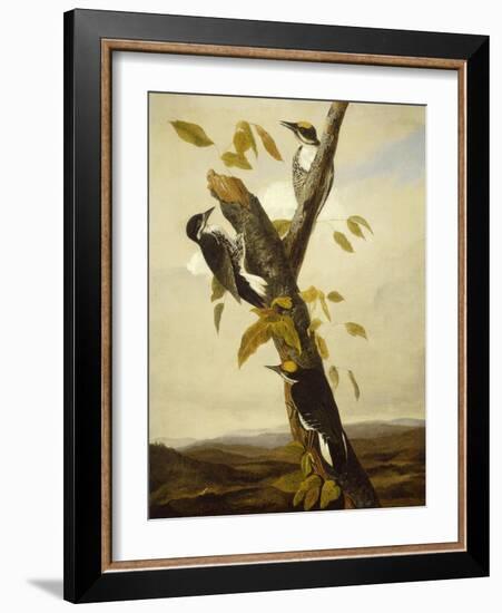 Black-Backed Three-Toed Woodpecker, 1831-3-John James Audubon-Framed Giclee Print