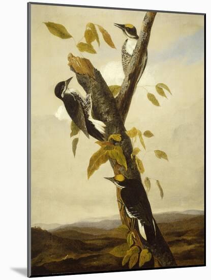 Black-Backed Three-Toed Woodpecker, 1831-3-John James Audubon-Mounted Giclee Print