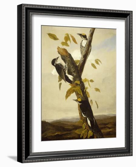 Black-Backed Three-Toed Woodpecker, 1831-3-John James Audubon-Framed Giclee Print