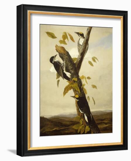 Black-Backed Three-Toed Woodpecker, 1831-3-John James Audubon-Framed Giclee Print