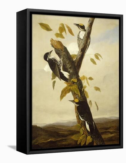 Black-Backed Three-Toed Woodpecker, 1831-3-John James Audubon-Framed Premier Image Canvas