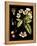 Black Background Floral Studies I-Vision Studio-Framed Stretched Canvas