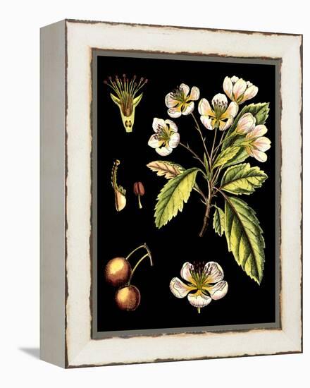 Black Background Floral Studies I-Vision Studio-Framed Stretched Canvas