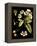 Black Background Floral Studies I-Vision Studio-Framed Stretched Canvas