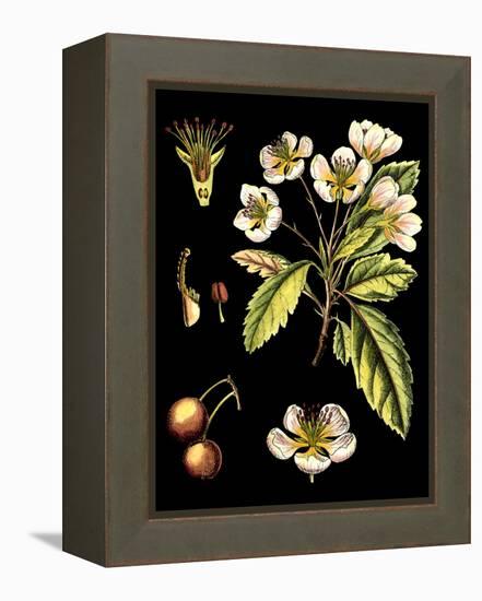 Black Background Floral Studies I-Vision Studio-Framed Stretched Canvas