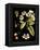 Black Background Floral Studies I-Vision Studio-Framed Stretched Canvas