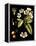 Black Background Floral Studies I-Vision Studio-Framed Stretched Canvas