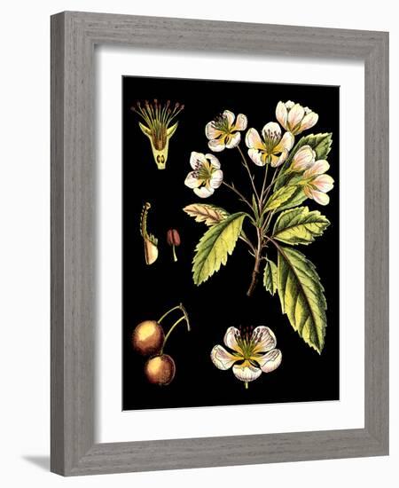 Black Background Floral Studies I-Vision Studio-Framed Art Print