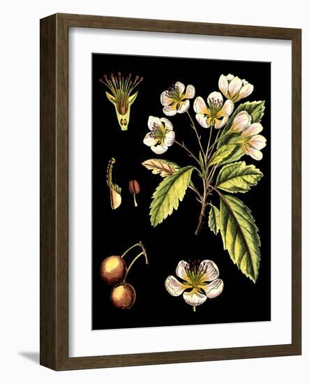 Black Background Floral Studies I-Vision Studio-Framed Art Print