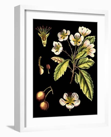 Black Background Floral Studies I-Vision Studio-Framed Art Print