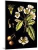 Black Background Floral Studies I-Vision Studio-Mounted Art Print