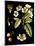 Black Background Floral Studies I-Vision Studio-Mounted Art Print