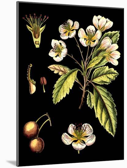 Black Background Floral Studies I-Vision Studio-Mounted Art Print