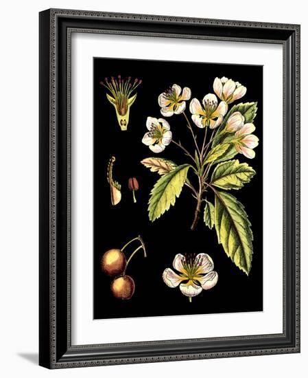 Black Background Floral Studies I-Vision Studio-Framed Art Print