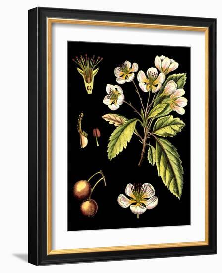 Black Background Floral Studies I-Vision Studio-Framed Art Print