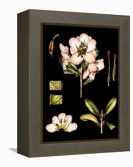 Black Background Floral Studies II-Vision Studio-Framed Stretched Canvas