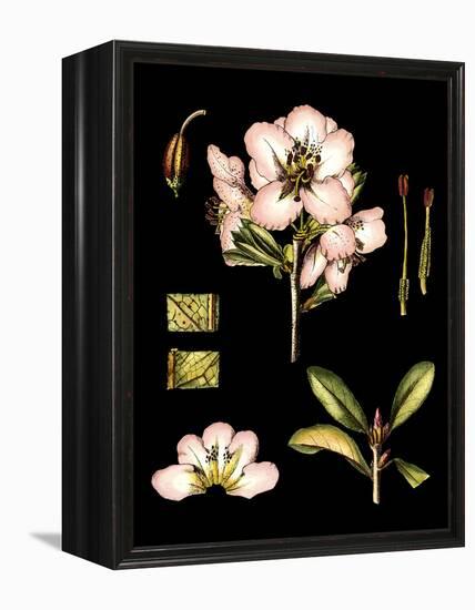 Black Background Floral Studies II-Vision Studio-Framed Stretched Canvas