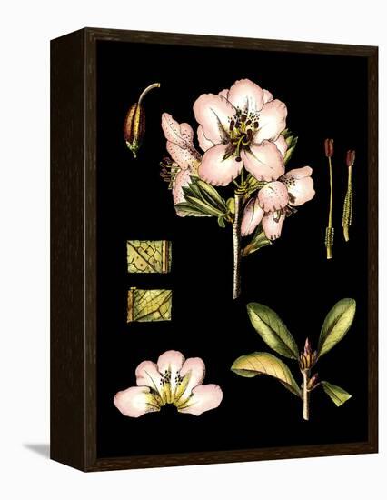 Black Background Floral Studies II-Vision Studio-Framed Stretched Canvas