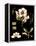 Black Background Floral Studies II-Vision Studio-Framed Stretched Canvas