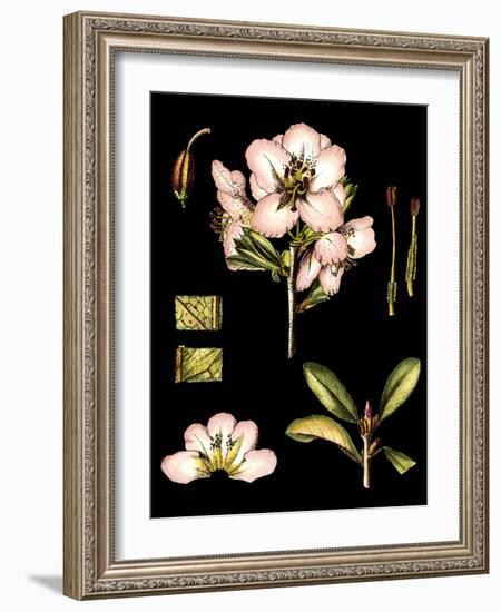 Black Background Floral Studies II-Vision Studio-Framed Art Print