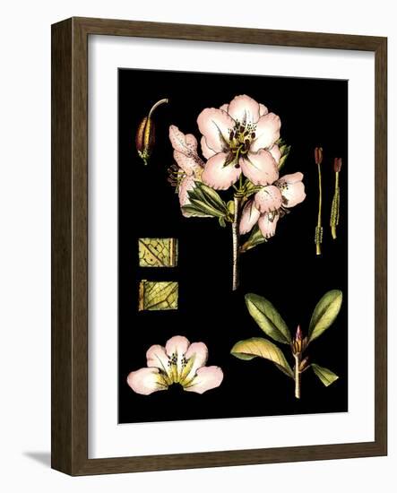 Black Background Floral Studies II-Vision Studio-Framed Art Print