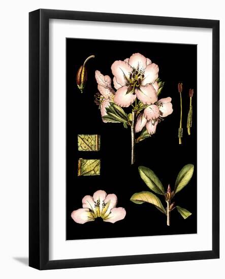 Black Background Floral Studies II-Vision Studio-Framed Art Print