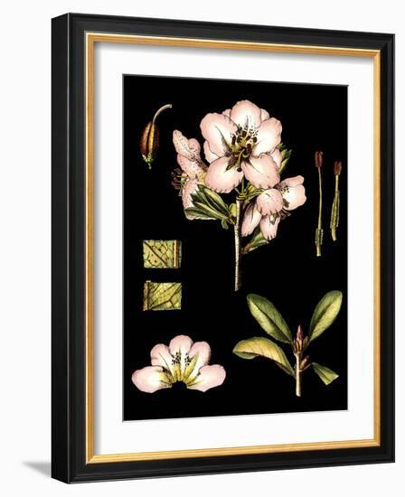 Black Background Floral Studies II-Vision Studio-Framed Art Print