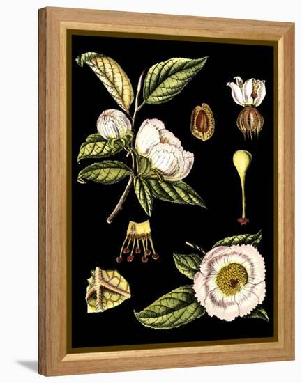 Black Background Floral Studies III-Vision Studio-Framed Stretched Canvas