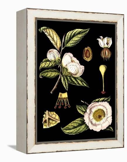 Black Background Floral Studies III-Vision Studio-Framed Stretched Canvas