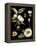 Black Background Floral Studies III-Vision Studio-Framed Stretched Canvas