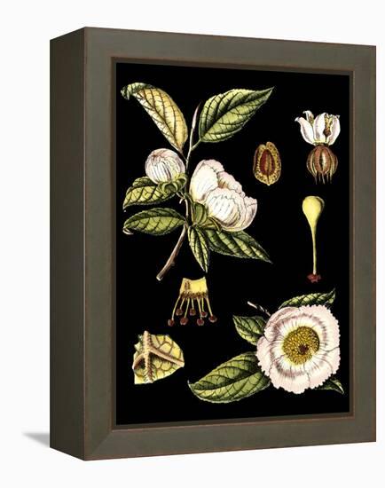 Black Background Floral Studies III-Vision Studio-Framed Stretched Canvas