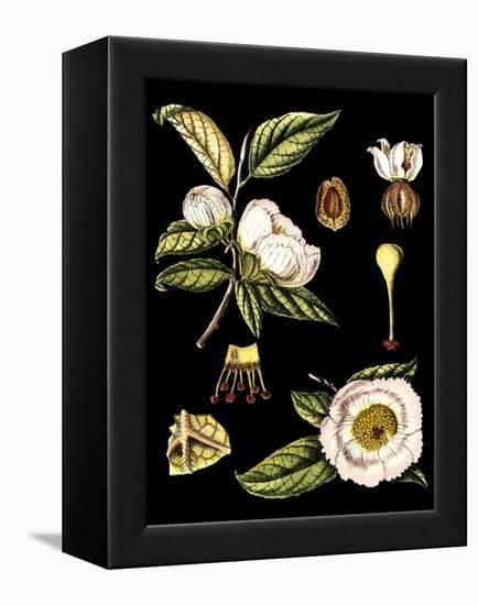 Black Background Floral Studies III-Vision Studio-Framed Stretched Canvas