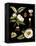 Black Background Floral Studies III-Vision Studio-Framed Stretched Canvas