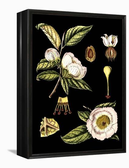 Black Background Floral Studies III-Vision Studio-Framed Stretched Canvas