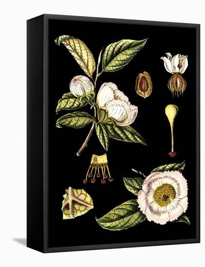 Black Background Floral Studies III-Vision Studio-Framed Stretched Canvas