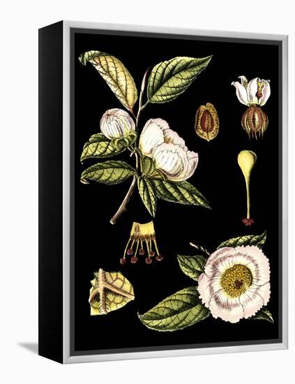 Black Background Floral Studies III-Vision Studio-Framed Stretched Canvas