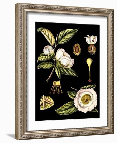 Black Background Floral Studies III-Vision Studio-Framed Art Print