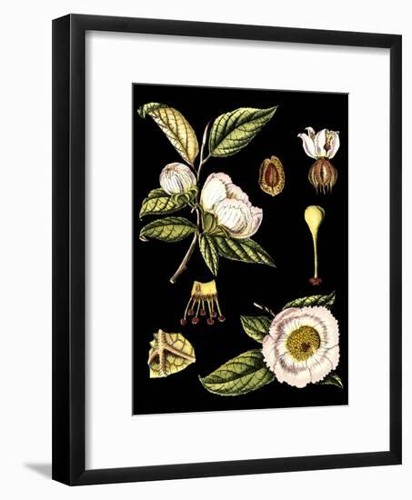 Black Background Floral Studies III-Vision Studio-Framed Art Print