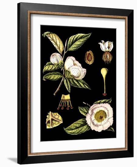 Black Background Floral Studies III-Vision Studio-Framed Art Print