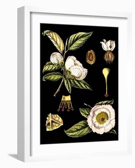 Black Background Floral Studies III-Vision Studio-Framed Art Print