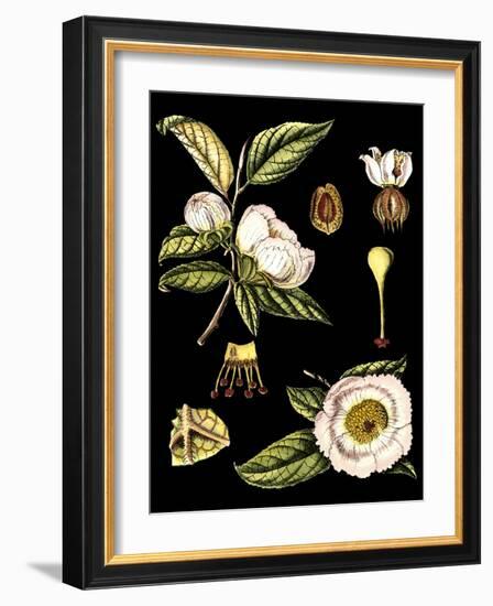 Black Background Floral Studies III-Vision Studio-Framed Art Print