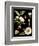 Black Background Floral Studies III-Vision Studio-Framed Premium Giclee Print