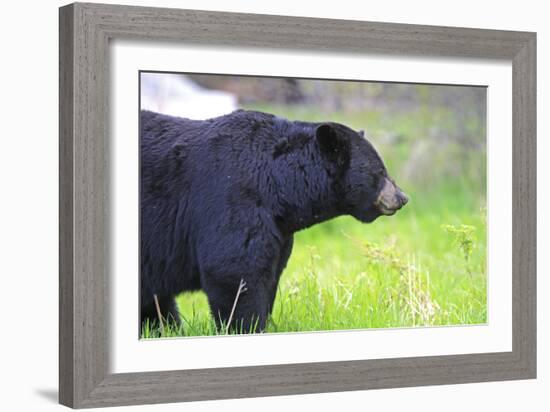 Black Bear Adult Male-null-Framed Photographic Print