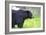 Black Bear Adult Male-null-Framed Photographic Print