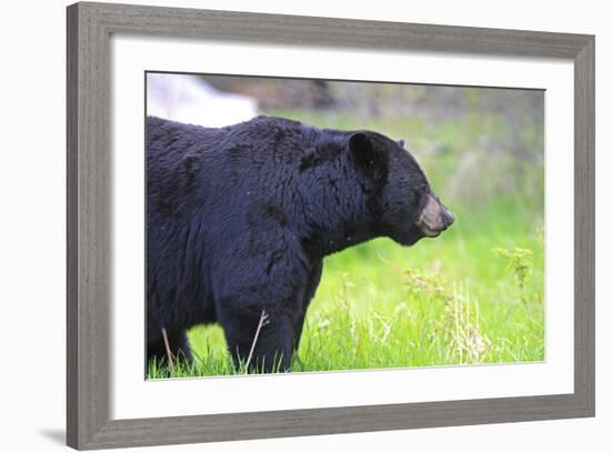 Black Bear Adult Male-null-Framed Photographic Print