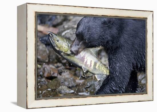 Black Bear and Chum Salmon in Alaska-null-Framed Premier Image Canvas