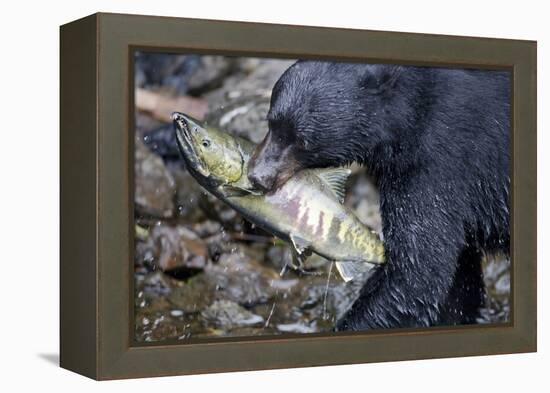 Black Bear and Chum Salmon in Alaska-null-Framed Premier Image Canvas