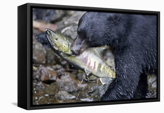 Black Bear and Chum Salmon in Alaska-null-Framed Premier Image Canvas