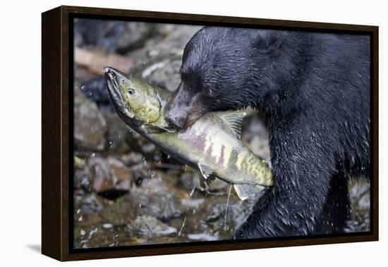 Black Bear and Chum Salmon in Alaska-null-Framed Premier Image Canvas